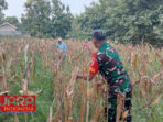 Dukung Ketahanan Pangan, Babinsa Waru Barat Koramil 0826-10 Waru Bantu Petani Panen Jagung 7 Dukung Ketahanan Pangan, Babinsa Waru Barat Koramil 0826-10 Waru Bantu Petani Panen Jagung