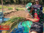 Dukung Produktivitas Pertanian, Babinsa Koramil 0826-10 Waru Bantu Panen Padi Tahap Kedua
