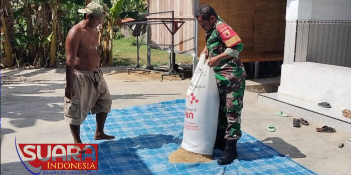 Perkuat Pembinaan Teritorial, Sertu Mashur Bantu Warga Jemur Padi