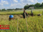 Bantu Warga Panen Padi, Sertu Jufriyadi Himbau Petani Lebih Giat Dalam Bertani 12 Bantu Warga Panen Padi, Sertu Jufriyadi Himbau Petani Lebih Giat Dalam Bertani