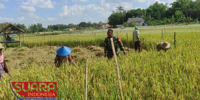 Bantu Warga Panen Padi, Sertu Jufriyadi Himbau Petani Lebih Giat Dalam Bertani
