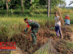 Bantu Panen Padi, Babinsa Koramil 0826-10 Waru Hadir Ditengah Rakyat 11 Bantu Panen Padi, Babinsa Koramil 0826-10 Waru Hadir Ditengah Rakyat