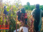 Sukseskan Program Ketahanan Pangan, Babinsa Koramil 0826-05 Larangan Bantu Petani Panen Jagung 7 Sukseskan Program Ketahanan Pangan, Babinsa Koramil 0826-05 Larangan Bantu Petani Panen Jagung