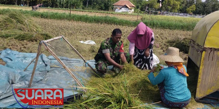 Babinsa Lenteng Dukung Program KASAD dengan Membantu Panen Padi Tahap Kedua
