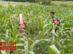 Babinsa Desa Ponjanan Barat Dukung Program Ketahanan Pangan Dengan Membantu Petani Rawat Tanaman Jagung