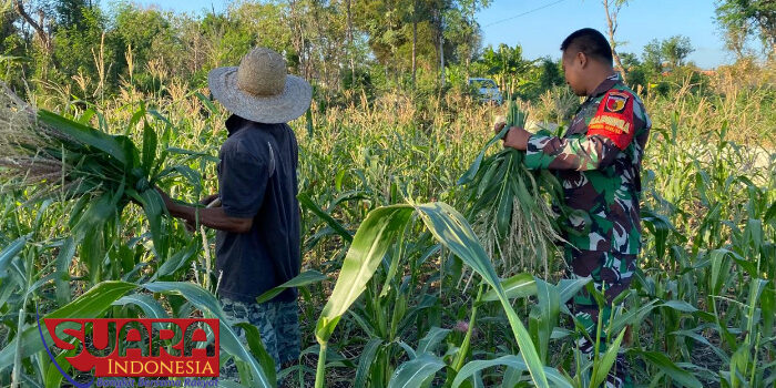 Babinsa Desa Ambat, Bantu Petani Memangkas Kembang Tanaman Jagung