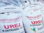 Geliat Petani Tembakau Sumenep Meningkat, DKPP Salurkan 120 Ton Pupuk Gratis 9 Geliat Petani Tembakau Sumenep Meningkat, DKPP Salurkan 120 Ton Pupuk Gratis