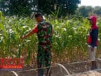 Babinsa Desa Bulangan Barat Lakukan Pengecekan Tanaman Jagung Milik Petani