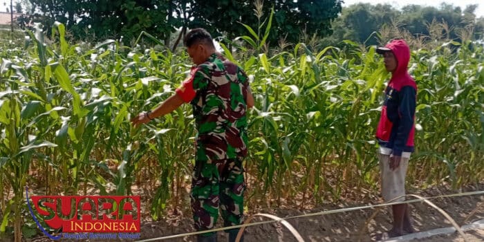 Babinsa Desa Bulangan Barat Lakukan Pengecekan Tanaman Jagung Milik Petani