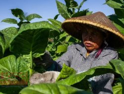 Perbup Baru di Sumenep Tegaskan Komitmen Pemerintah terhadap Kesejahteraan Petani Tembakau