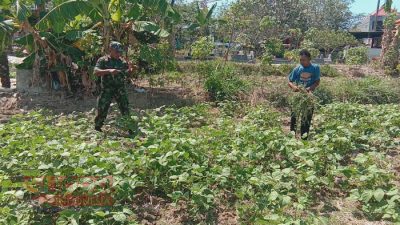Tingkatkan Ketahanan Pangan, Babinsa Desa Rangperang Laok Dampingi Perawatan Tanaman Kacang Ijo