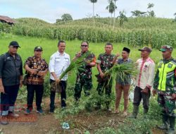 Petani Serbajadi Pertahankan Bibit Padi Gogo Lokal, Ini Keunggulannya