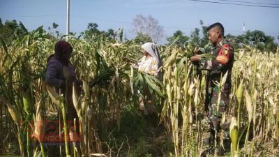 Babinsa Dabuan Bantu Petani Tingkatkan Hasil Panen Jagung di Dusun Kwanyar
