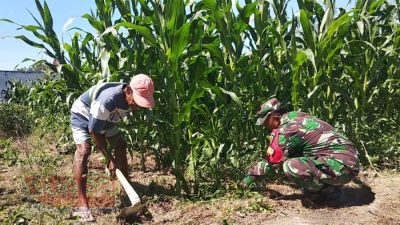 Dukungan Ketahanan Pangan, Babinsa Tlonto Ares Bantu Para Petani