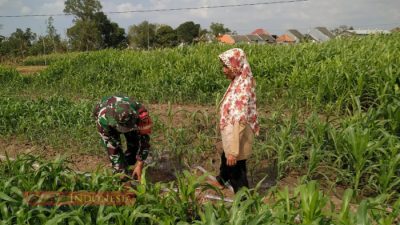 Tingkatkan Produktivitas Pertanian, Babinsa Desa Sentol Bantu Petani Jagung