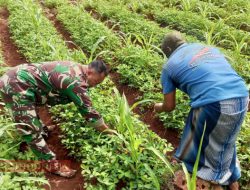 Beri Motivasi Petani, Babinsa Desa Blaban Bantu Warga Rawat Kebun Kacang dan Jagung