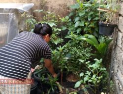 Membangun Lingkungan Bersih, Sehat dan Nyaman, Tanam Pohon di Sekitar Rumah