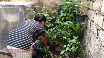 Membangun Lingkungan Bersih, Sehat dan Nyaman, Tanam Pohon di Sekitar Rumah