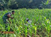 Upaya Babinsa Mendukung Produktivitas Tanaman Jagung di Desa Kertagena Laok