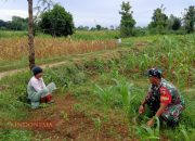 Babinsa Desa Tampojung Tengah Bantu Petani Tingkatkan Produktivitas Lahan Jagung