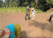 Babinsa dan Babinkamtibmas Desa Montok Bersinergi Dukung Ketahanan Pangan di Wilayah 13 Babinsa dan Babinkamtibmas Desa Montok Bersinergi Dukung Ketahanan Pangan di Wilayah