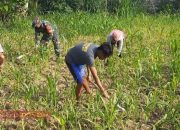 Babinsa Koramil 0826-10 Waru Bantu Petani Rawat Tanaman Jagung di Pamekasan