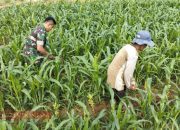 Babinsa Desa Kramat Bantu Petani Tingkatkan Produktivitas Tanaman Jagung