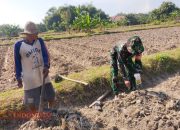 Babinsa Desa Bendungan Dukung Ketahanan Pangan dengan Pendampingan Penanaman Jagung 7 Babinsa Desa Bendungan Dukung Ketahanan Pangan dengan Pendampingan Penanaman Jagung
