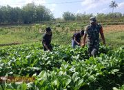 Babinsa Palengaan Laok Bantu Pesantren Taman Sari Jaga Ketahanan Pangan