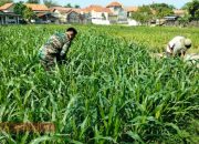 Babinsa Koramil Pamekasan Dampingi Petani dalam Program Ketahanan Pangan