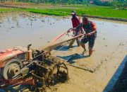 Dukung Program Ketahanan Pangan, Babinsa Panempan Bantu Petani di Sawah