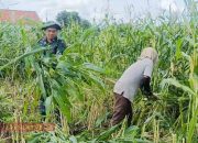 Babinsa Lebbek Bantu Warga Panen Jagung Silase di Pakong