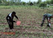 Tingkatkan Produktivitas Tanaman Jagung, Babinsa Desa Terrak Bantu Petani