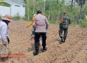 Babinsa dan Bhabinkamtibmas di Desa Duko Timur Dukung Ketahanan Pangan dengan Pendampingan Penanaman Jagung
