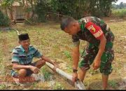 Babinsa Bantu Pengairan Kebun Jagung di Desa Bandungan melalui Program Pipanisasi TNI