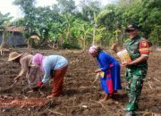 Babinsa Desa Taraban dan Warga Bersama-Sama Tanam Jagung untuk Dukung Ketahanan Pangan