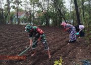 Babinsa Koramil 0826-05 Larangan Bantu Petani di Pamekasan Dukung Ketahanan Pangan 13 Babinsa Koramil 0826-05 Larangan Bantu Petani di Pamekasan Dukung Ketahanan Pangan