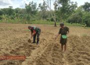 Babinsa Desa Nyalabu Laok Tanam Jagung di Lahan Tadah Hujan untuk Dukung Ketahanan Pangan 12 Babinsa Desa Nyalabu Laok Tanam Jagung di Lahan Tadah Hujan untuk Dukung Ketahanan Pangan