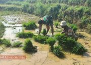 Babinsa Koramil 0826-13 Pasean Dukung Ketahanan Pangan, Bantu Petani Cabut Bibit Padi 11 Babinsa Koramil 0826-13 Pasean Dukung Ketahanan Pangan, Bantu Petani Cabut Bibit Padi