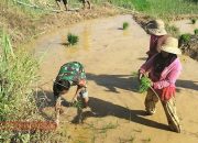 Babinsa Desa Bindang Dukung Ketahanan Pangan dengan Turun ke Sawah 10 Babinsa Desa Bindang Dukung Ketahanan Pangan dengan Turun ke Sawah