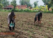Babinsa dan Bhabinkamtibmas Bantu Petani Desa Taraban Tingkatkan Produktivitas Jagung
