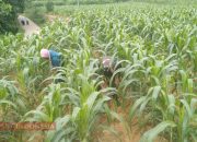 Tingkatkan Kualitas Tanaman Jagung, Kopda Yusjianto Lakukan Penggemburan Tanah di Lahan Jagung Milik Warga