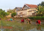 Babinsa Desa Panempan Dukung Ketahanan Pangan, Bantu Petani Tanam Padi 13 Babinsa Desa Panempan Dukung Ketahanan Pangan, Bantu Petani Tanam Padi