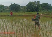 Babinsa Posramil Kadur Dukung Ketahanan Pangan dengan Pendampingan Petani