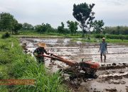Babinsa Desa Peltong Dukung Ketahanan Pangan, Terjun Langsung Bantu Petani 11 Babinsa Desa Peltong Dukung Ketahanan Pangan, Terjun Langsung Bantu Petani