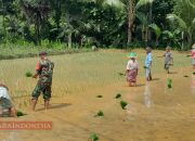 Babinsa Desa Sekolelah Bantu Petani Tanam Padi untuk Dukung Ketahanan Pangan