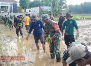 Sinergi untuk Ketahanan Pangan, Kodim 0826/Pamekasan dan Pemuda Tani Indonesia Tanam Padi Bersama