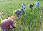Babinsa Serda M. Nur Hidayat Bantu Warga Bersihkan Rumput untuk Maksimalkan Pertumbuhan Padi