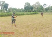 Babinsa Klompang Barat Dukung Ketahanan Pangan dengan Bantu Petani Padi 7 Babinsa Klompang Barat Dukung Ketahanan Pangan dengan Bantu Petani Padi