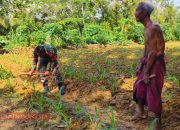 Kepedulian Babinsa Posramil Kadur, Bantu Petani Merawat Tanaman Jagung